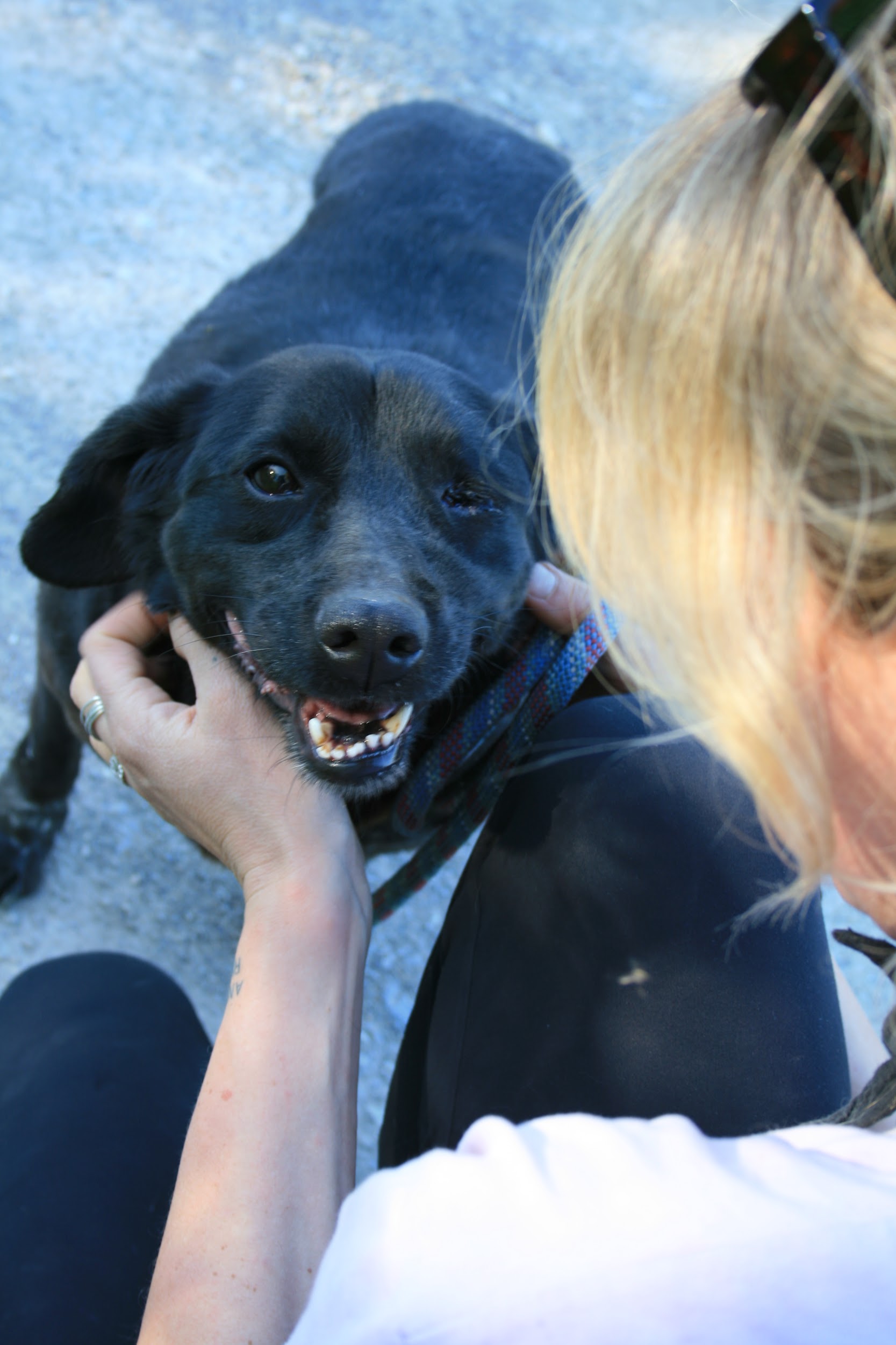 Floyd – Shelter dog at Šabac, Serbia