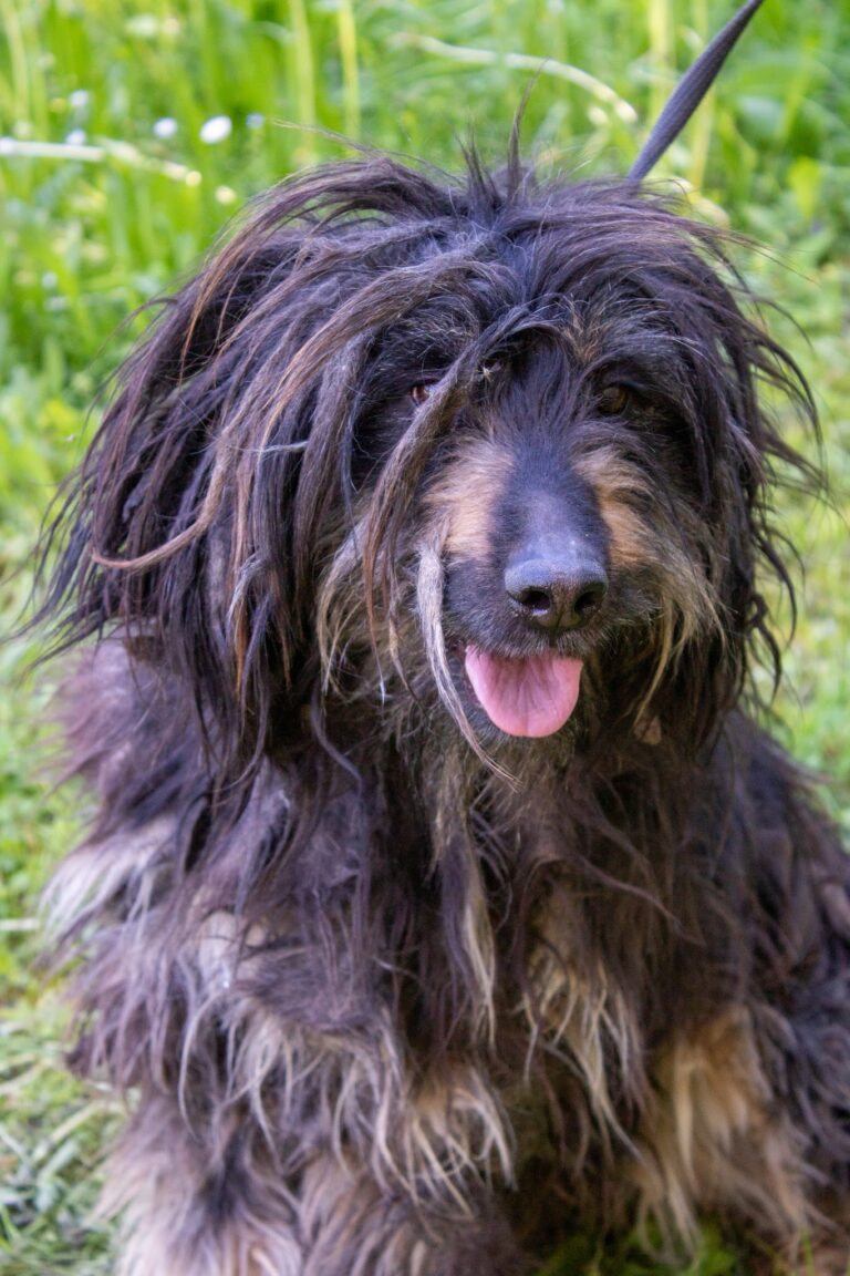 Shelter Dog 006