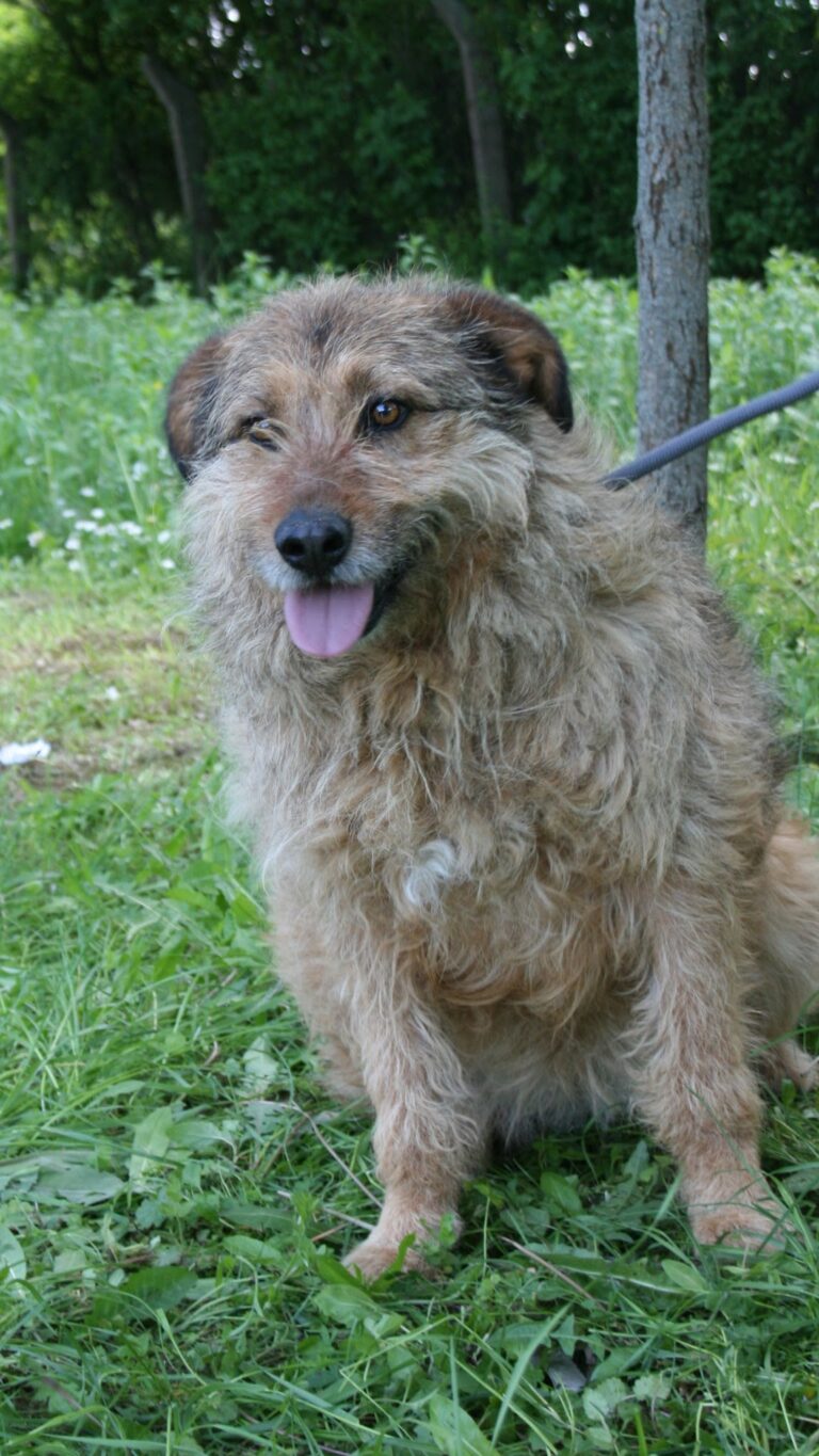 Shelter Dog 021
