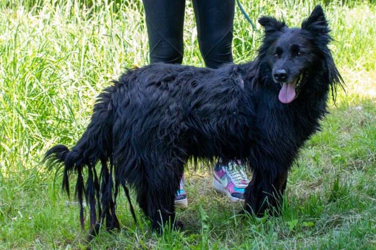 Shelter Dog 022