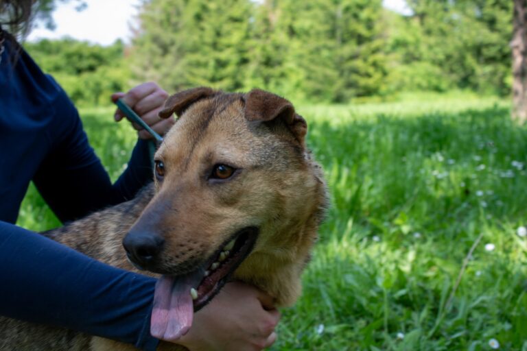 Shelter Dog 033