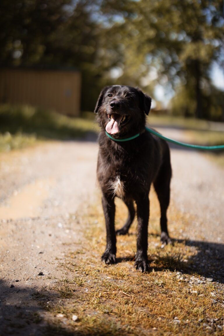 Shelter Dog 036