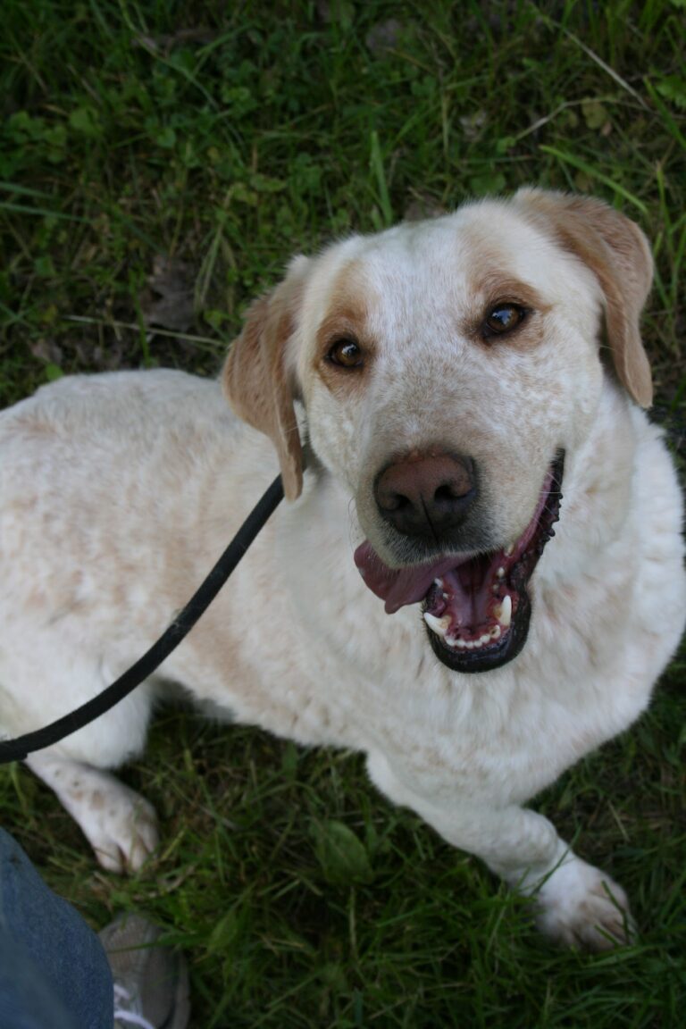 Shelter Dog 041
