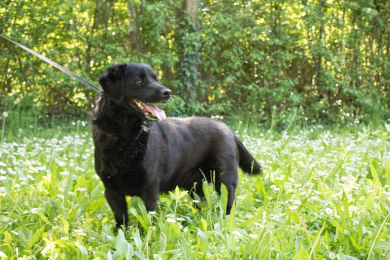 Shelter Dog 042