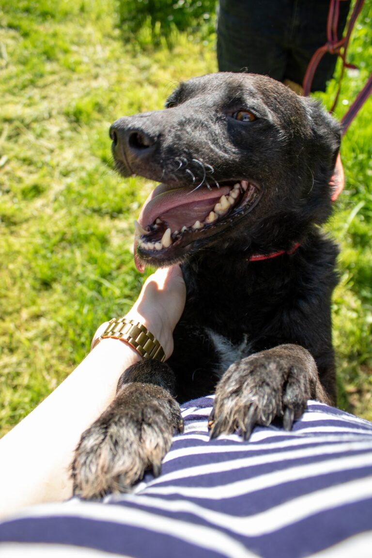 Shelter Dog 049