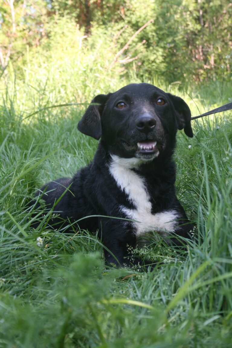 Shelter Dog 050