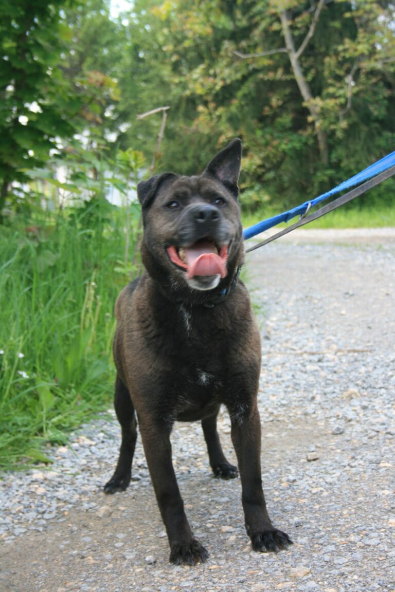 Shelter Dog 053