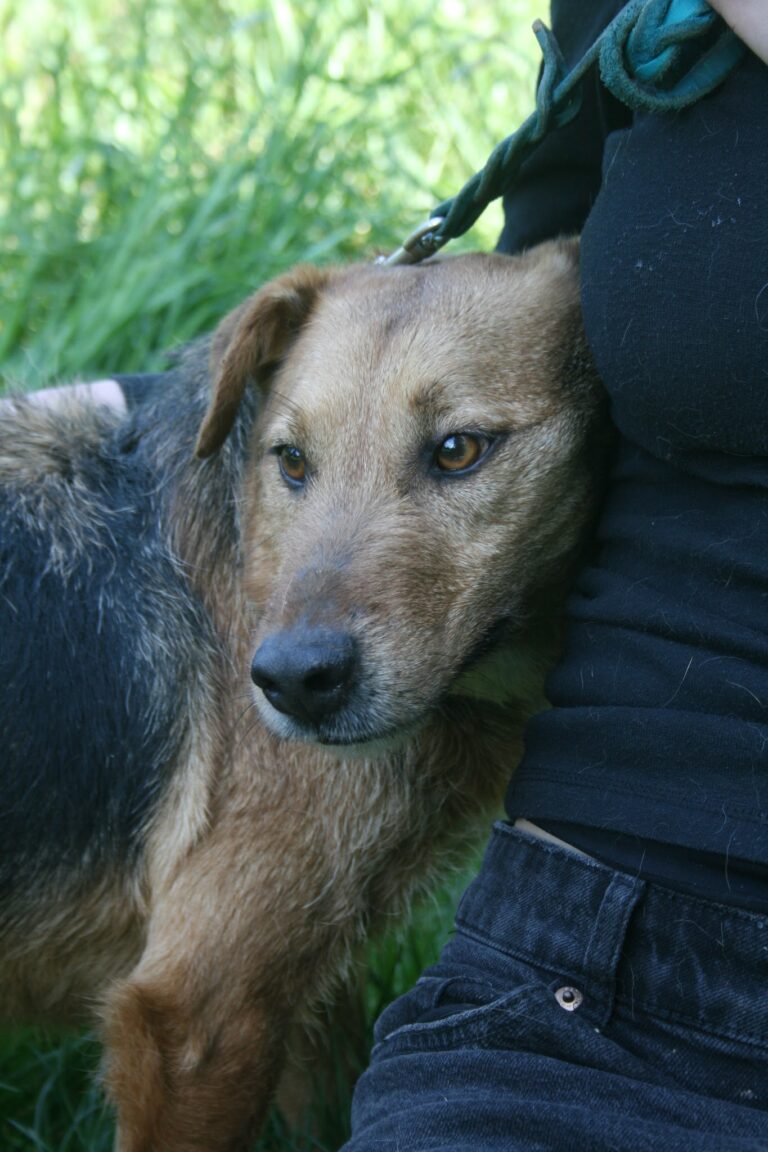 Shelter Dog 054