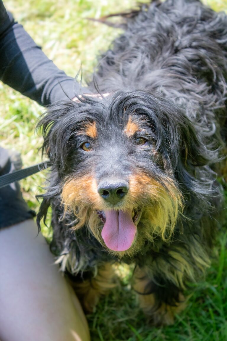 Shelter Dog 061