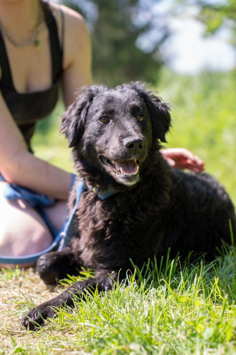 Shelter Dog 071