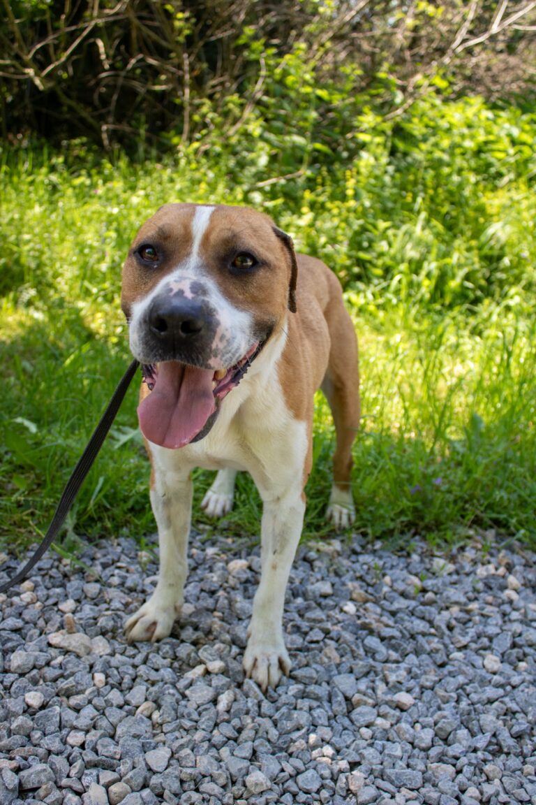 Shelter Dog 074