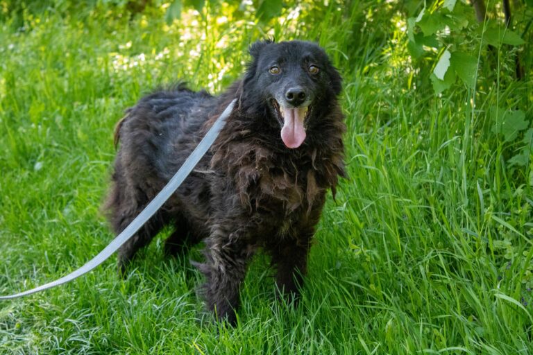 Shelter Dog 075