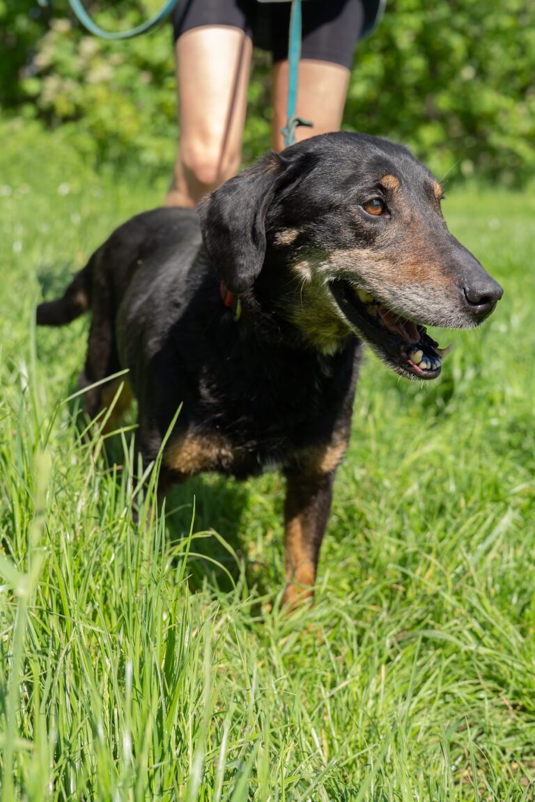 Shelter Dog 078